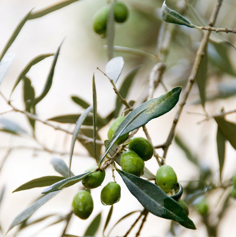 Different olive varieties produce different olive oils - delicate, medium and intense | Marqt.no