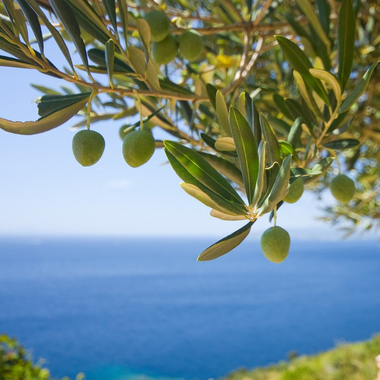 How does the physical environment affect extra virgin olive oil? | Marqt.no