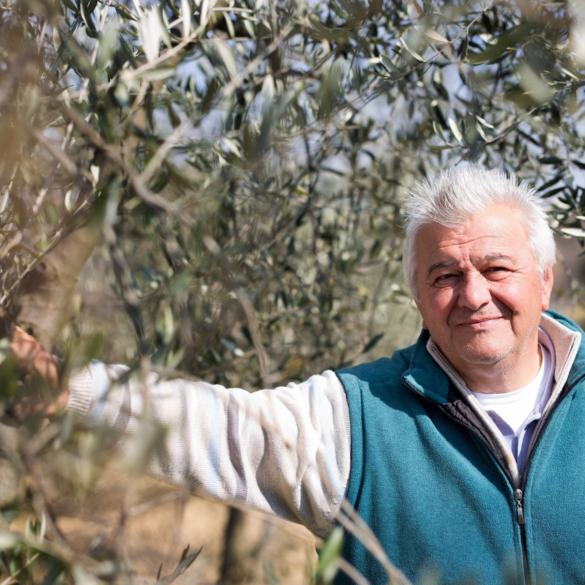 Olive oil production in Croatia | Marqt.no