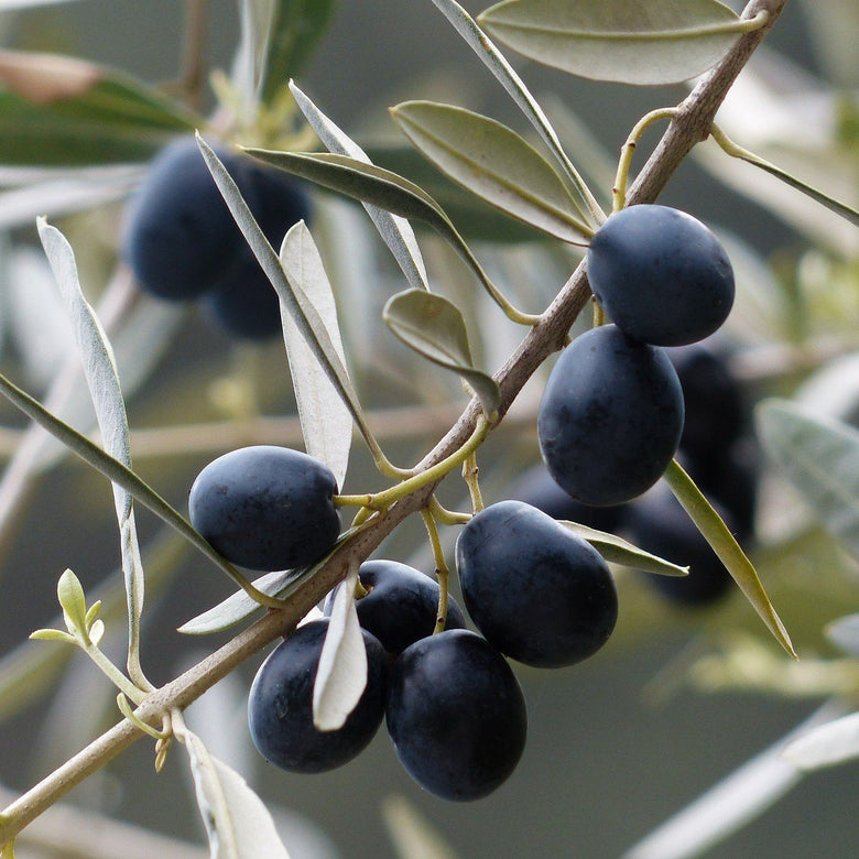 What is the difference between early and late harvest extra virgin olive oils? | Marqt.no