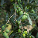 Extra virgin olive oil Fonte di Foiano - Marqt.no